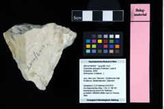 NHMW-GEO-2007z0149-0057_Ol_03.tifEodromites dobrogea (Feldmann, Lazar & Schweitzer, 2006)  (NHMW-GEO-2007z0149-0057)